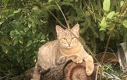 Umweltlotterie: Wildkatzenaufzucht und Rückführung in die Natur