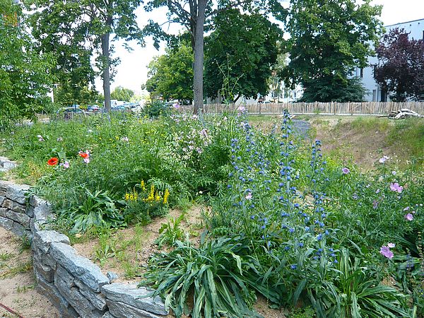 Umweltlotterie: Wildbienen mittendrin