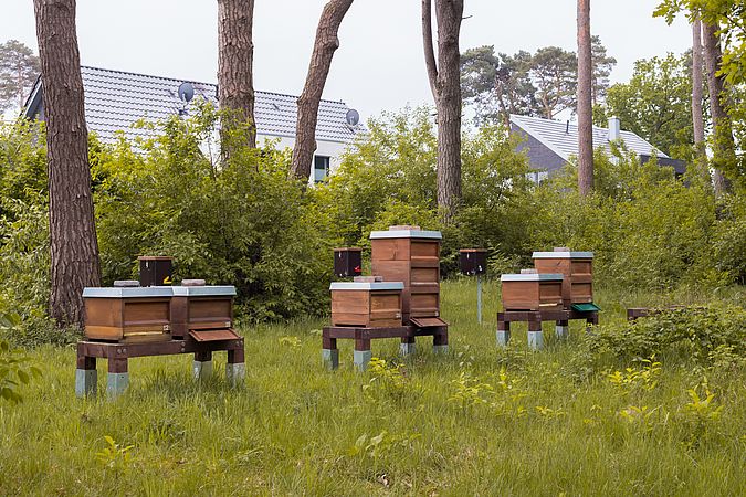 Umweltlotterie: Zulassung der Bienen Belegstelle Salzkopf zur geschützen Belegstelle
