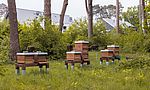 Umweltlotterie: Zulassung der Bienen Belegstelle Salzkopf zur geschützen Belegstelle
