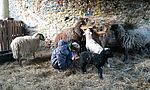 Umweltlotterie: Schafe in der Förderschule - wollige Landschaftspfleger hautnah