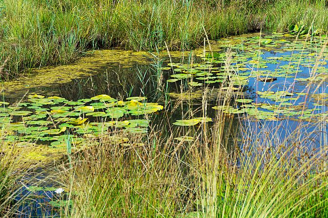 Umweltlotterie: Neuanlage einer Streuobstobstwiese und eines Feuchtbiotops