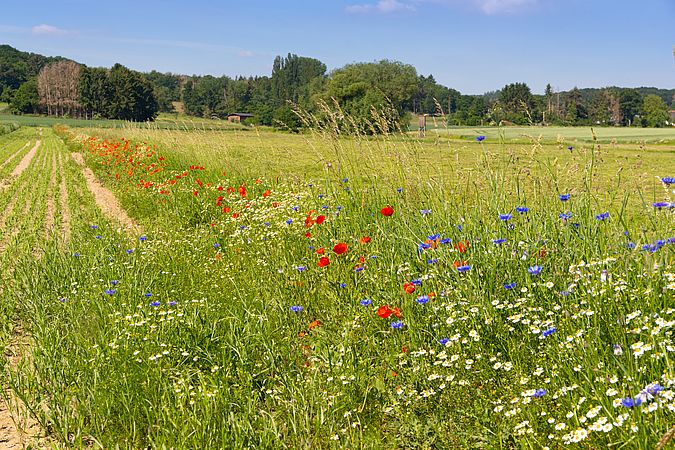 Umweltlotterie: Wildbienen und Vogelparadies schaffen