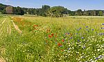 Umweltlotterie: Wildbienen und Vogelparadies schaffen