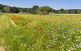 Umweltlotterie: Wildbienen und Vogelparadies schaffen