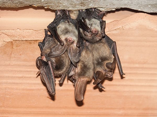 Umweltlotterie: Schaffung von Winterschlafplätzen für Fledermäuse